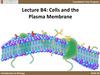 Cells and the plasma membrane. Lecture B4
