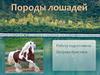 Породы лошадей