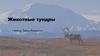 Животные тундры