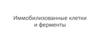 Иммобилизованные клетки и ферменты