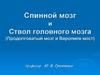 Спинной мозг и Ствол головного мозга (Продолговатый мозг и Варолиев мост)