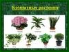 Комнатные растения