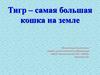 Тигр – самая большая кошка на земле