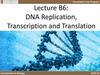 Lecture B6: DNA Replication, Transcription and Translation