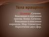 Тела вращения. Цилиндр. Сечение. Вписанная и описанная призма. Конус. Сечение. Вписанная и описанная пирамида. Шар. Симметрия