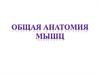 Общая анатомия мышц