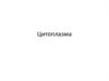 Цитоплазма. ЭПС
