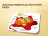 Взаемодія мембран в еукаріотичній клітині