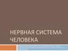 Нервная система человека