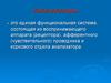 Анализаторы. Рецепторы. Виды чувствительности