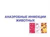 Анаэробные инфекции животных