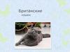 Британские кошки