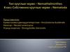 Тип круглые черви. Класс Собственно круглые черви