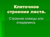 Клеточное строение листа