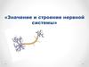 Значение и строение нервной системы
