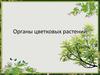 Органы цветковых растений