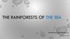 The rainforests of the sea