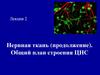Нервная ткань (продолжение). Общий план строения ЦНС