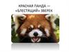 Красная панда - «блестящий» зверек