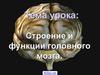 Строение и функции головного мозга