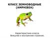Класс земноводные (amphibia). Характеристика класса. Внешнее и внутреннее строение