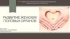 Развитие женских половых органов