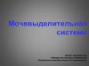 Мочевыделительная система