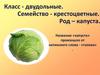Класс двудольные. Семейство крестоцветные. Род капуста