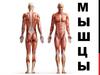 Мышечная система человека