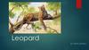 Leopard. By sofia zlenko