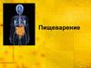 Пищеварение
