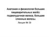 Анатомия и физиология больших пищеварительных желёз: поджелудочная железа, большие слюнные железы. Лекция 39
