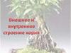 Внешнее и внутреннее строение корня. Строение корневой системы