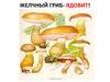 Грибы