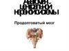 Анатомия центральной нервной системы. Продолговатый мозг