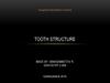 Tooth structure
