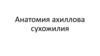 Анатомия ахиллова сухожилия