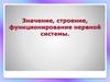 Значение, строение, функционирование нервной системы