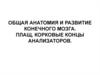 Общая анатомия и развитие конечного мозга. Плащ, корковые концы анализаторов