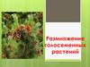 Размножение голосеменных растений