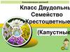 Класс двудольные. Семейство крестоцветные