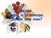 Белки, жиры и углеводы