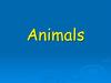Animals