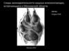 Следы жизнедеятельности хищных млекопитающих, встречающихся в Московской области