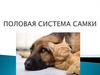 Половая система самок животных