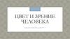 Цвет и зрение человека