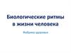 Биологические ритмы в жизни человека