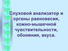 Слуховой анализатор и органы равновесия, кожно-мышечной чувствительности, обоняния, вкуса