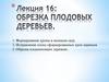 Обрезка плодовых деревьев. Лекция 16