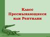 Класс Пресмыкающиеся или Рептилии